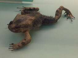 Trichobatrachus Boulenger 1900的圖片