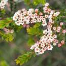 Image of Thryptomene calycina (Lindley) Stapf