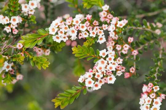 Thryptomene calycina (Lindley) Stapf resmi