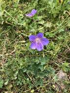 Image of Geranium saxatile Kar. & Kir.