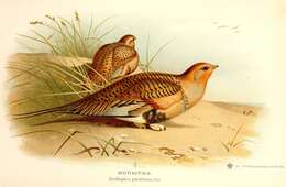 Image of sand-grouse