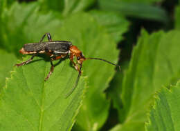 Imagem de Cantharis nigricans