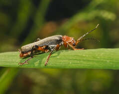 Imagem de Cantharis nigricans