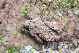 Image of Eurymorphopus bolivariensis Tumbrinck 2014