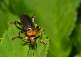 Imagem de Cantharis nigricans