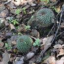 Image of Mammillaria scrippsiana (Britton & Rose) Orcutt