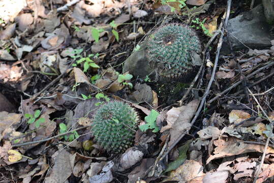 Mammillaria scrippsiana (Britton & Rose) Orcutt的圖片