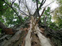 Image of Black Poplar