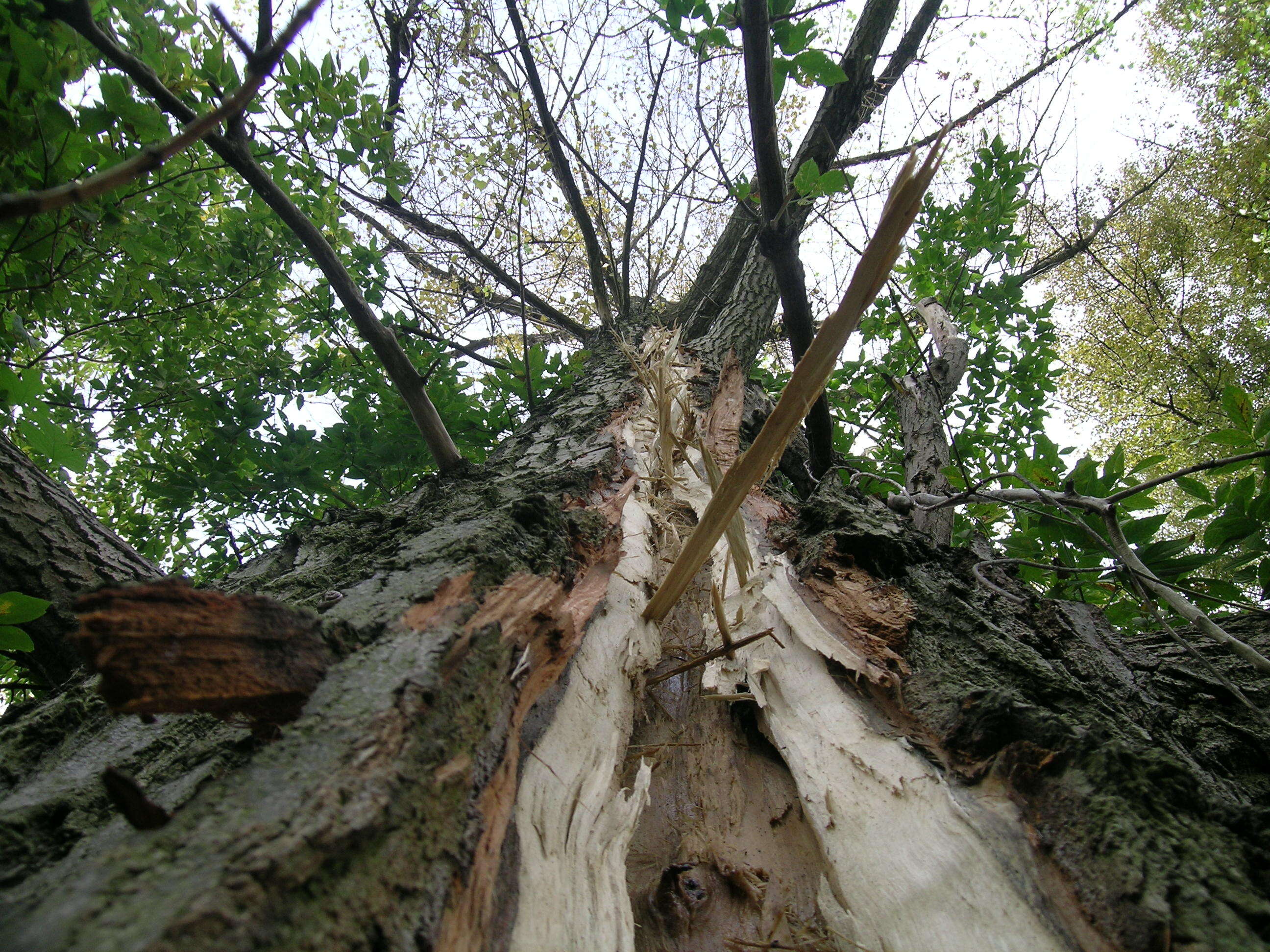 Image of Black Poplar