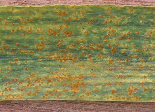 Image of Puccinia recondita Roberge ex Desm. 1857