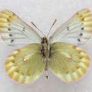 Image of Colias tamerlana Staudinger 1897