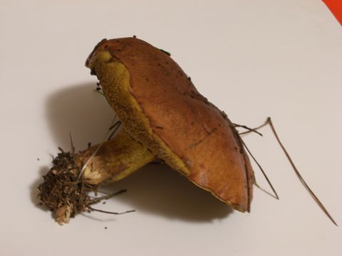 Image of <i>Suillus granulatus</i> (L.) Roussel 1796