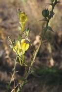 Image of Dalmatian toadflax