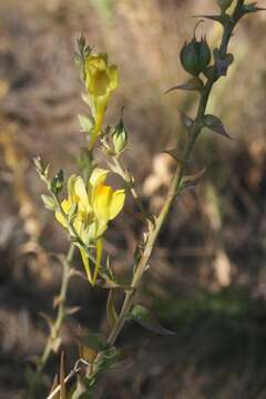 Plancia ëd Linaria dalmatica (L.) Mill.