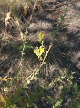 Plancia ëd Linaria dalmatica (L.) Mill.