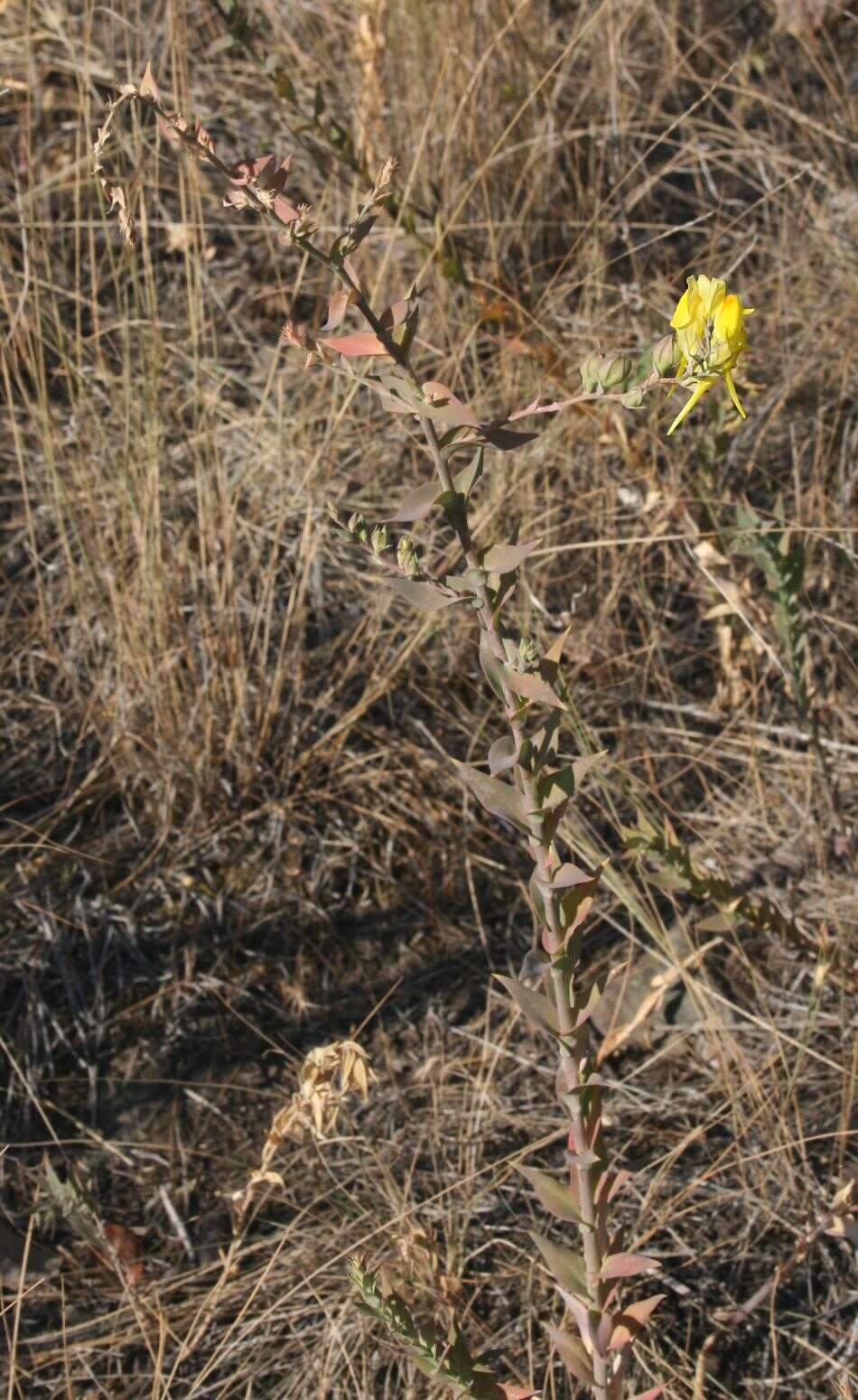 Image of Dalmatian toadflax