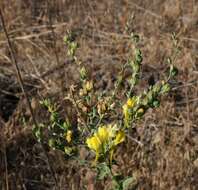 Image of Dalmatian toadflax