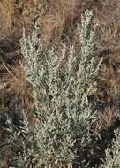 Imagem de Artemisia tridentata (Nutt.) W. A. Weber