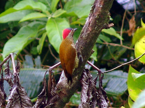 Image of Golden-olive Woodpecker