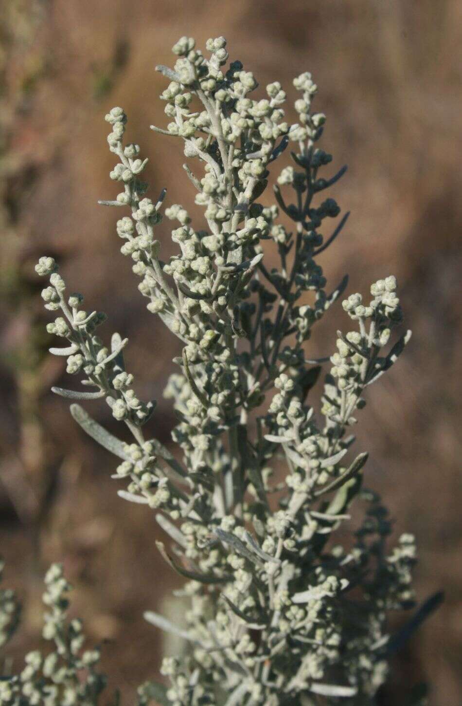 Imagem de Artemisia tridentata (Nutt.) W. A. Weber