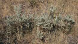 Imagem de Artemisia tridentata (Nutt.) W. A. Weber