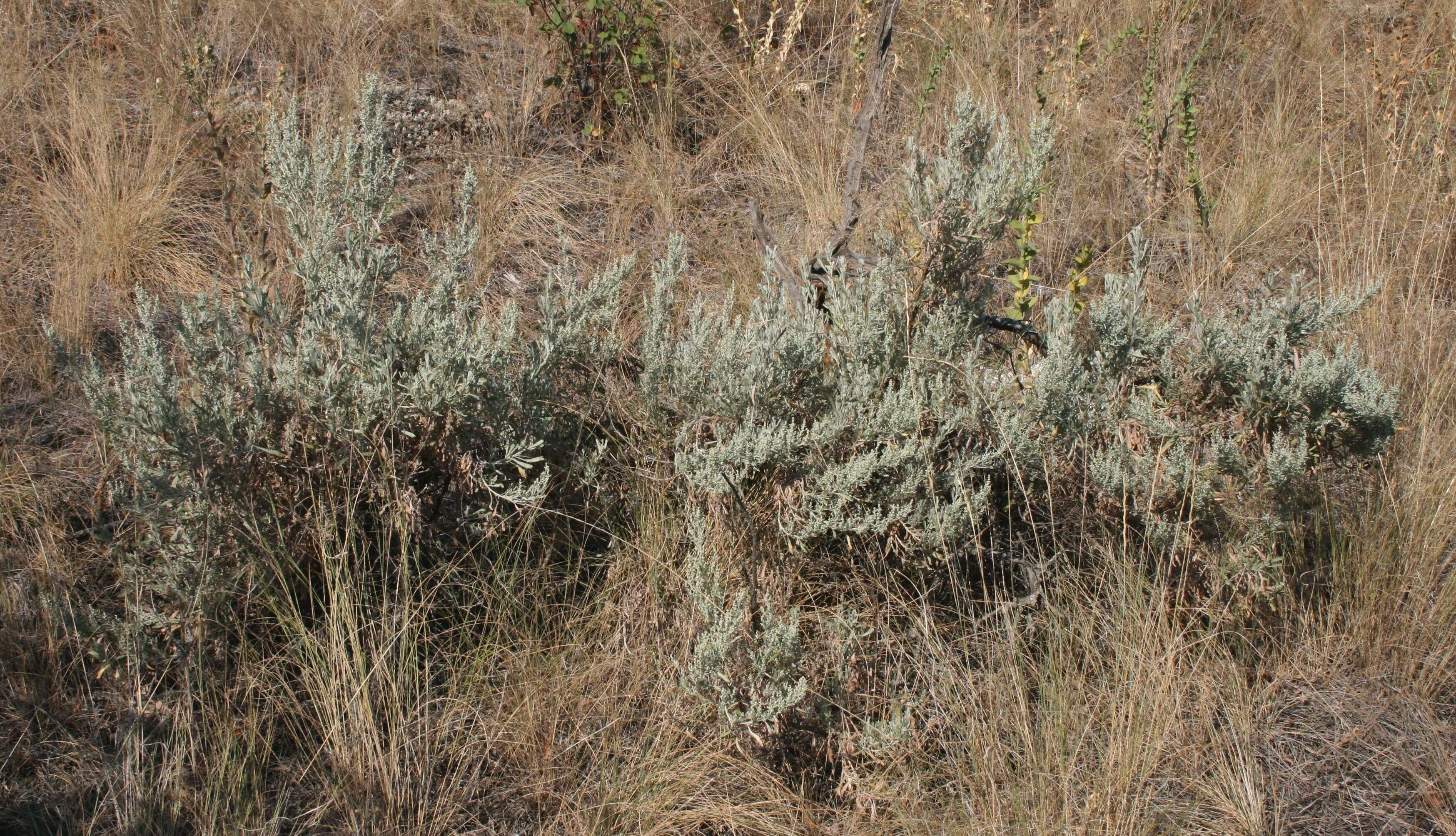 Imagem de Artemisia tridentata (Nutt.) W. A. Weber