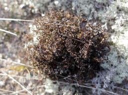 Image of cetraria lichen