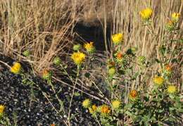 Image of Curly-cup gumweed