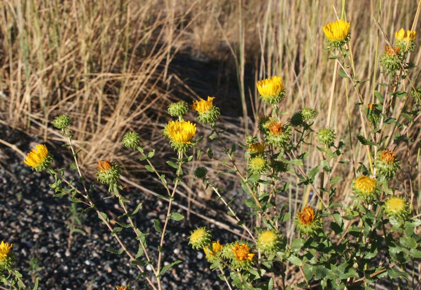 Image of Curly-cup gumweed