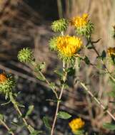 Image of Curly-cup gumweed