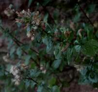 Слика од Brickellia palmeri A. Gray