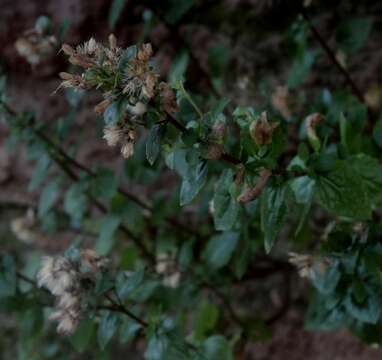 Слика од Brickellia palmeri A. Gray