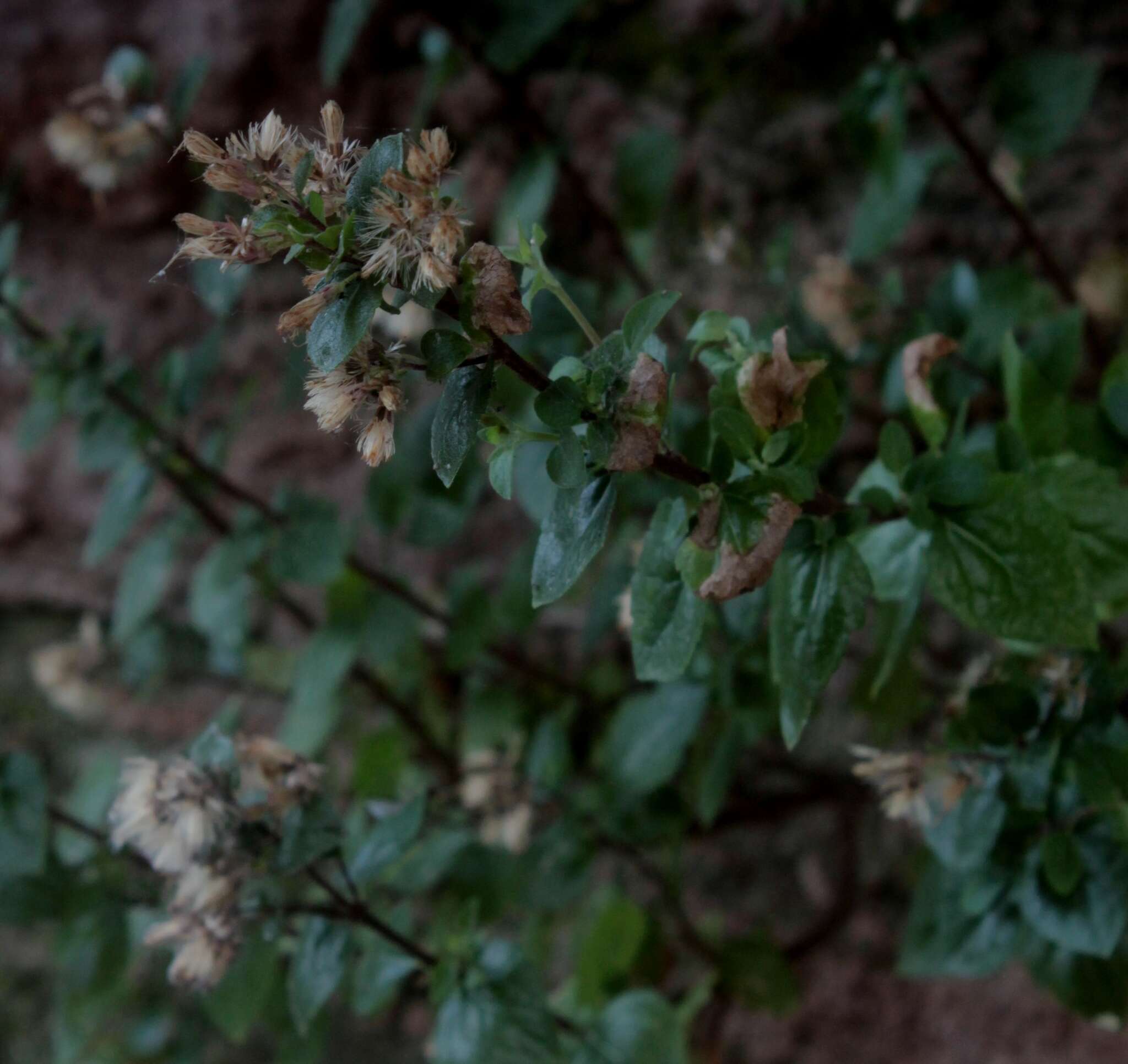 Слика од Brickellia palmeri A. Gray