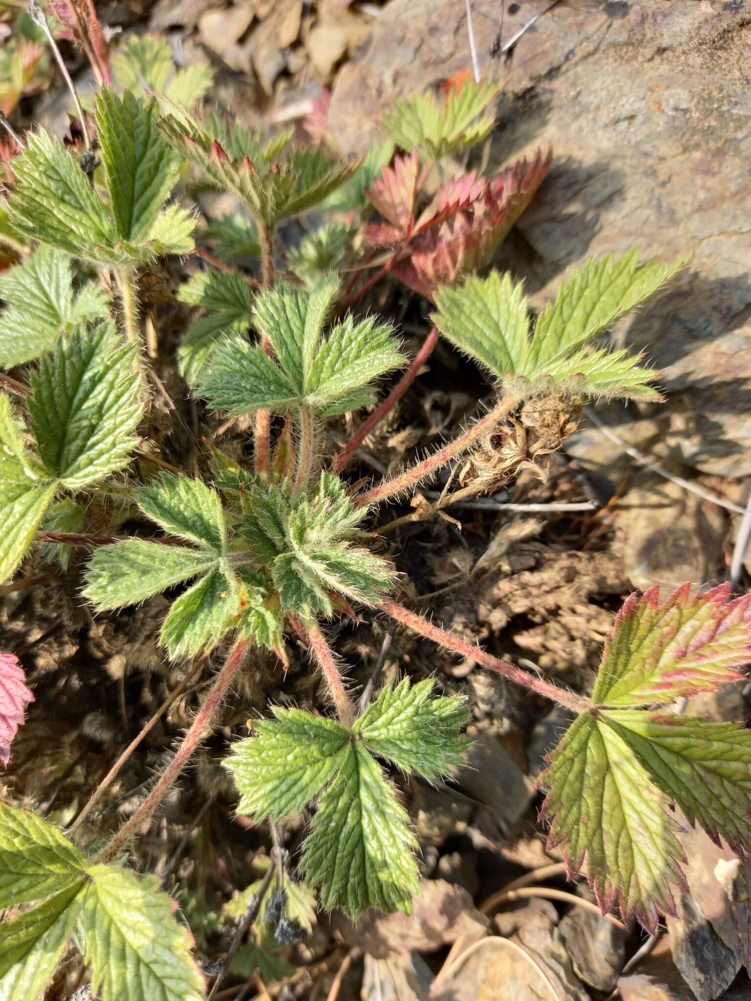 Image de Potentilla asperrima Turcz.