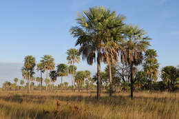 Image de Copernicia alba Morong