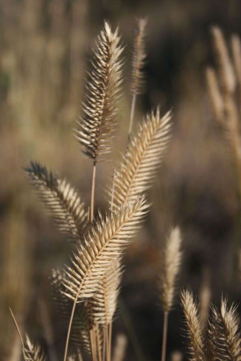 Image of wheatgrass