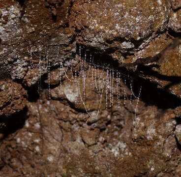 Image of Otway Glowworm