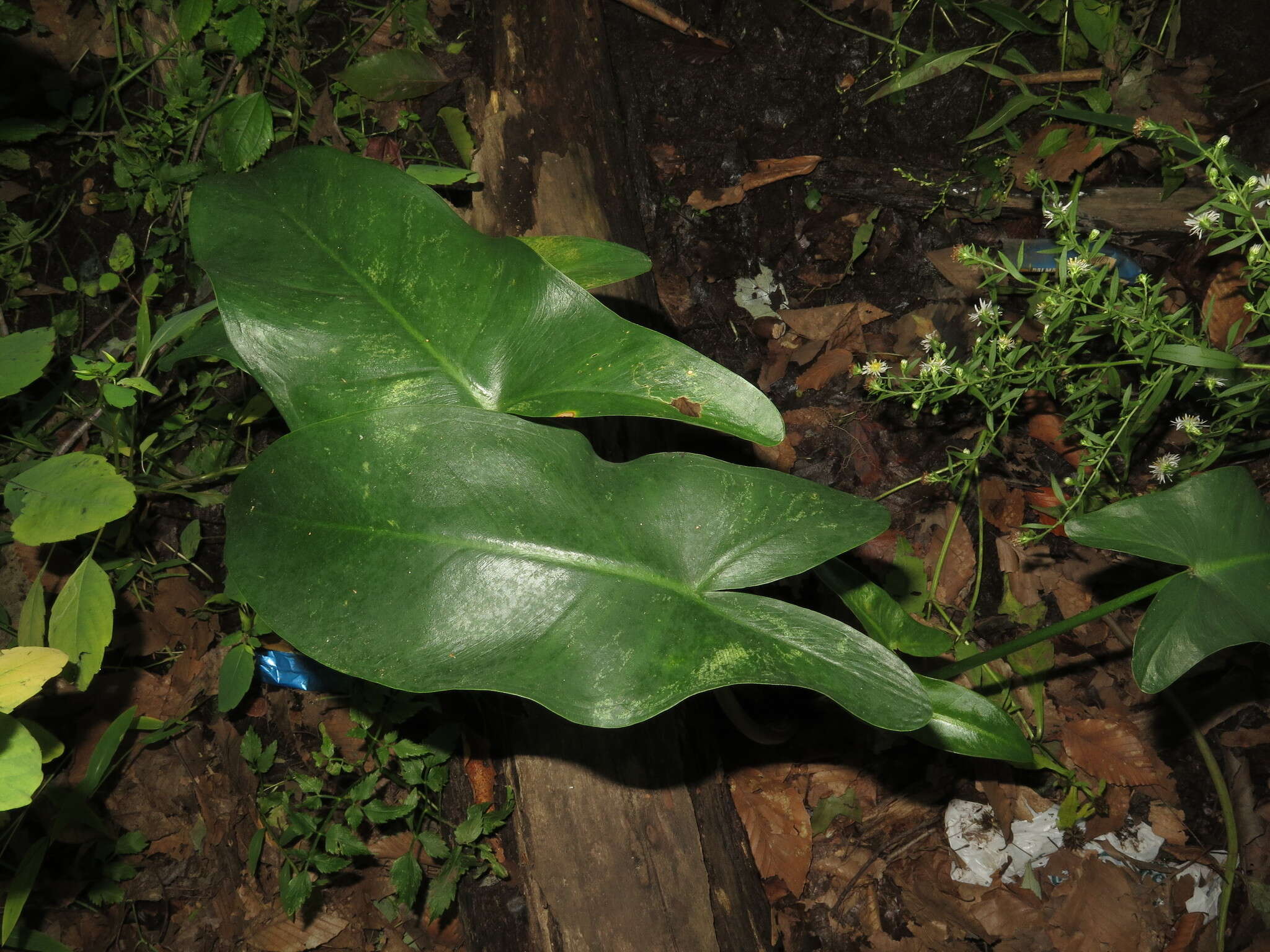 Image of green arrow arum