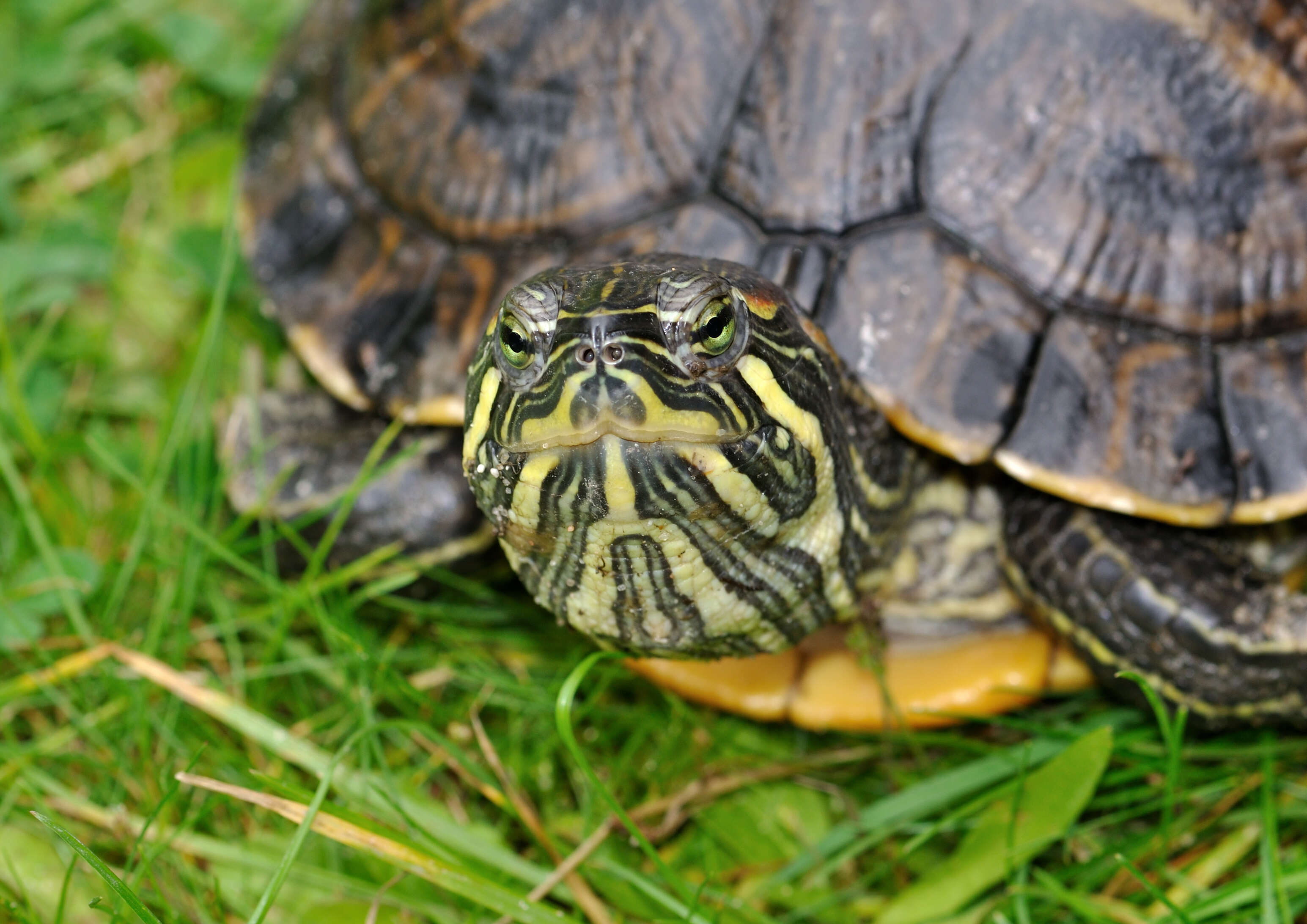 Image of Cumberland slider