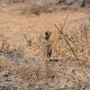 Image of Malabar Lark