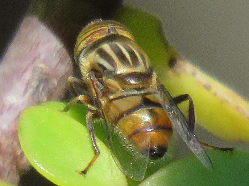 صورة Eristalinus barclayi (Bezzi 1915)