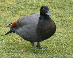 Image of Paradise Shelduck