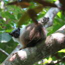 Image de Tamarin bicolore