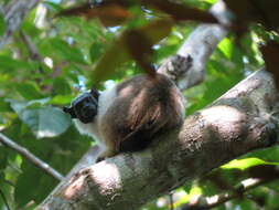 Image of Brazilian Bare-faced Tamarin