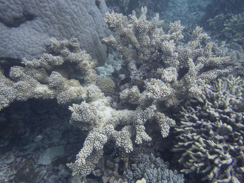 Sivun Acropora florida (Dana 1846) kuva