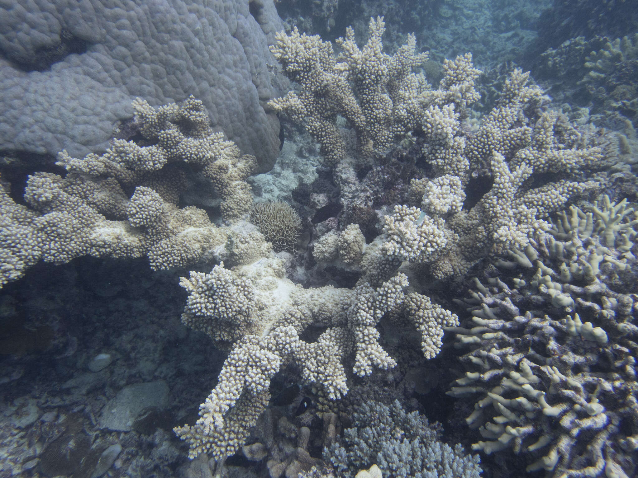 Branch Coral (Acropora Florida)