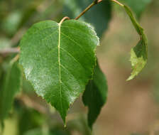 Image of Common Birch