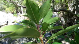 Image de Ilex mitis var. mitis