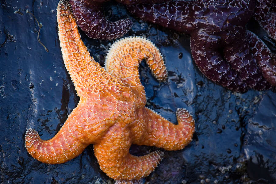 Image of ochre sea star