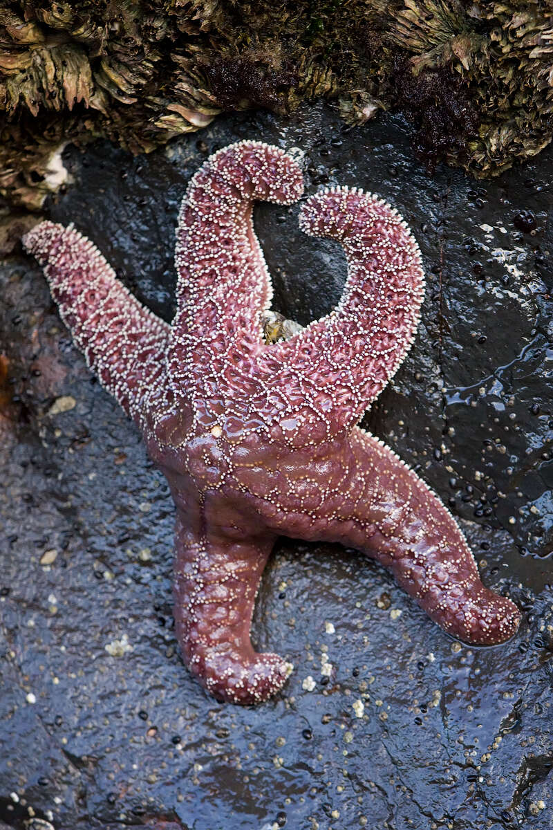 Image of ochre stars